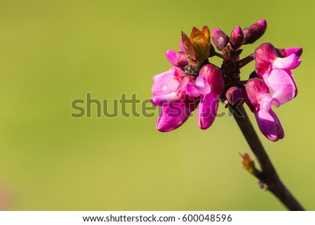 Western redbud (Cercis occidentalis) isolated on a green background, California Royalty-Free Stock Photo #600048596