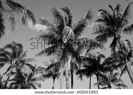 Black and White Palm Trees on the Beach Background Pattern