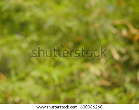 blurred nature bamboo tree, green leaves for background.