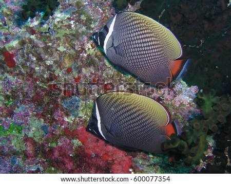 Two Red trailed butterfly fish,Chaetodon,Andaman sea,Thailand