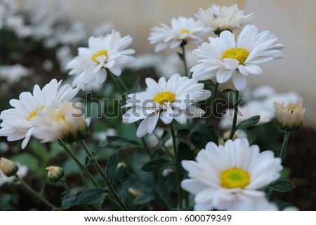  flowers chrysanthemum 