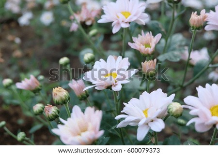  flowers chrysanthemum 