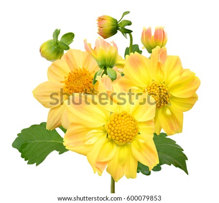beautiful bouquet of yellow Dahlia flower isolated on white background