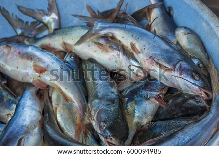 Seafood fish for sell stored in the box from Chapora fish market in India.