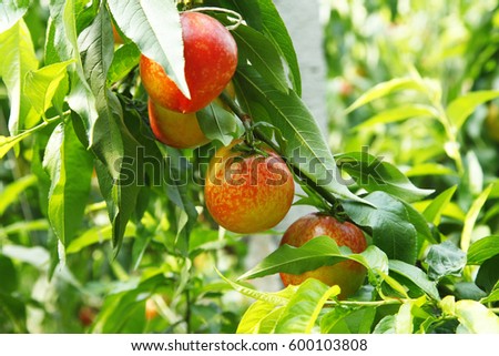 Organic peaches on tree branch