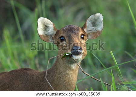 Hog deer feeding on grasses at the north east grassland of India