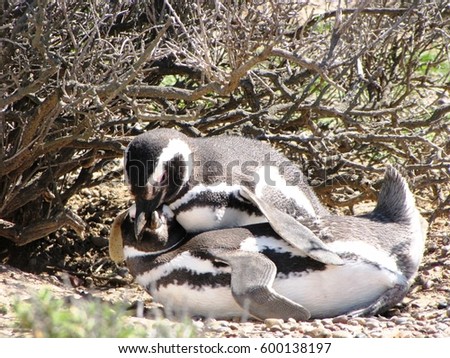 Two cute magellanic penguins poking their heads out of their shelter in Punta tombo, Chubut, Argentina.