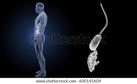 Digestive system lateral view 3d illustration