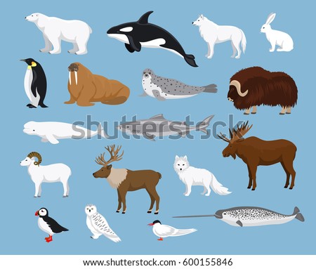 Arctic animals collection with reindeer, orca, narwhal, shark, musk ox, fox, wold, puffin, tern, moose, walrus, penguin, beluga whale, hare, polar bear, harp seal, dall sheep, snowy owl Royalty-Free Stock Photo #600155846