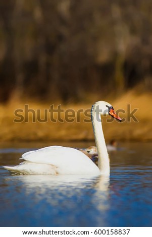 Swimming swan. Blue water and yellow grass background.
Mute Swan Cygnus olor