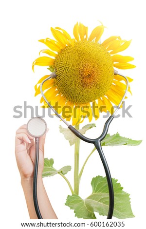 Sunflower medical wearing stethoscope on isolated white background with clipping path, concept services