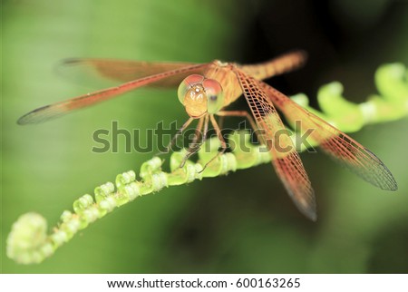 Macro Photography - A Dragonfly Resting on top green leaf. Image has grain or blurry or noise and soft focus when view at full resolution. (Shallow DOF)