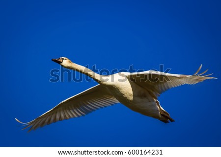 Flying swan. Blue water and yellow grass background.
Mute Swan / Cygnus olor