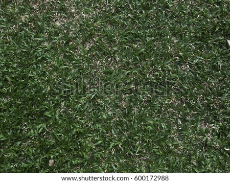 Grass floor background