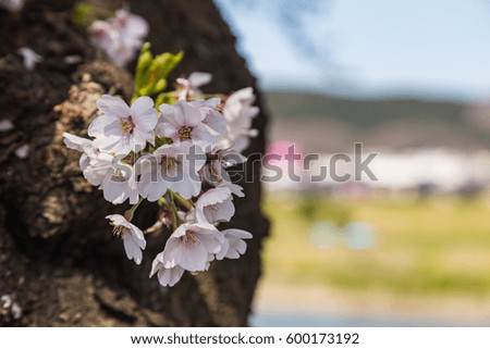 close up of sakura blooming shallow depth of field