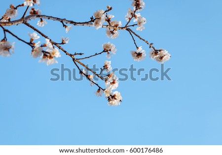 A branch of an apricot tree against the sky