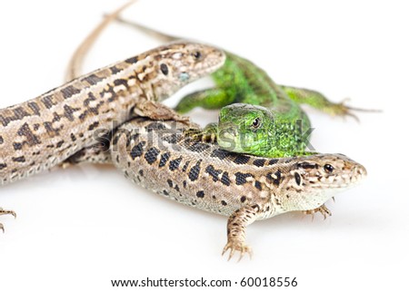 Lizards isolated on white background.