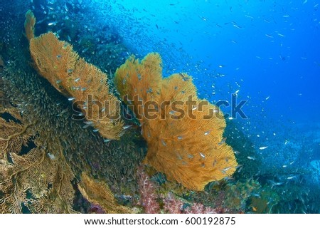 Big Yellow Sea fan in blue background,Similan island,Thailand