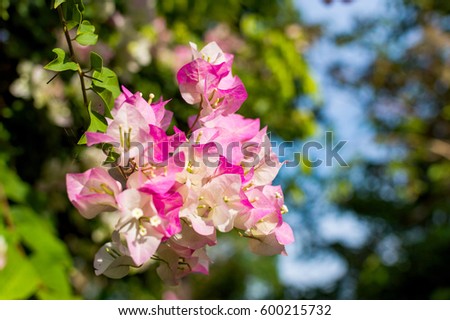 Small white pink flowers and green leaf background.