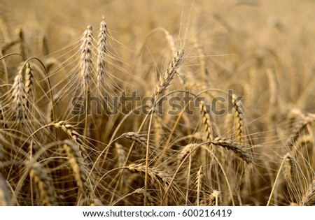 Wheat field. Golden harvest background. Beautiful natural landscape. Background of ripening ears of wheat in sunny day.
