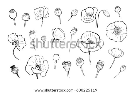 Black poppies isolated on a white background. Poppy doodle seed heads and flower illustration Royalty-Free Stock Photo #600225119