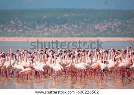 It is picture of flock wild birds flamingos and same birds in sky. Kenya. Africa. Nakuru National Park. Lake Bogoria National Reserve. An excellent illustration.