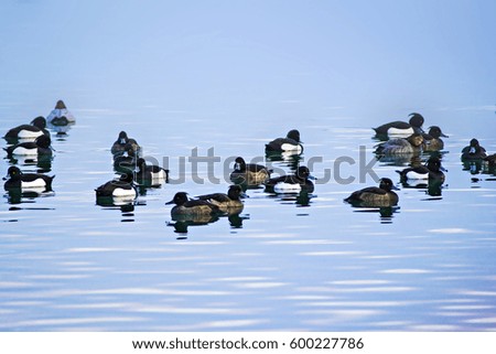 Swimming ducks. Duck: Tufted Duck. Aythya fuligula. Nature background.