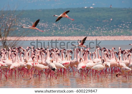 It is picture of flock wild birds flamingos and same birds in sky. Kenya. Africa. Nakuru National Park. Lake Bogoria National Reserve. An excellent illustration.