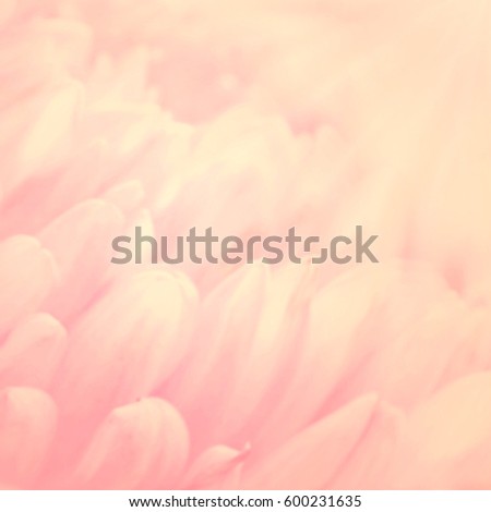 Unfocused blurred aster petals, abstract romance background, pastel and soft flower card