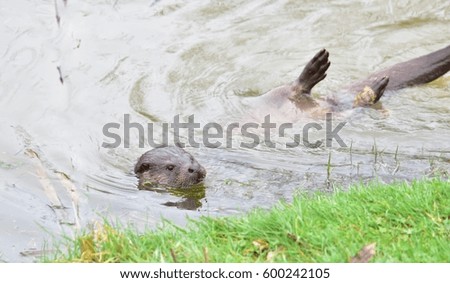 Otter on Riverbank Surrey England UK