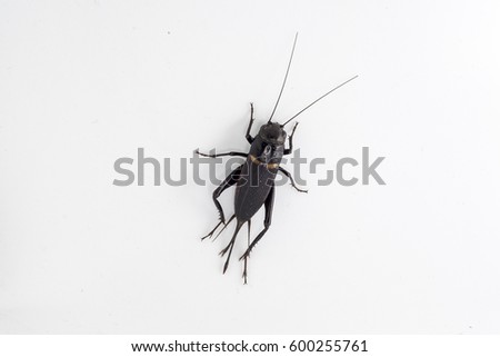 Cricket insect or Gryllidae isolated on a white background ,Top view