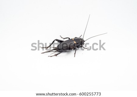 Cricket insect or Gryllidae isolated on a white background ,right rear view