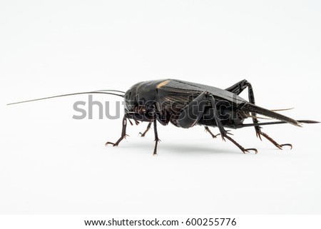 Cricket insect or Gryllidae isolated on a white background ,left view