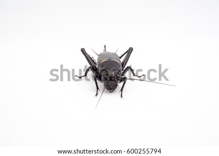 Cricket insect or Gryllidae isolated on a white background ,front view