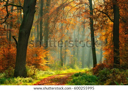 Footpath through Foggy Forest in Autumn illuminated by Sunbeams Royalty-Free Stock Photo #600255995