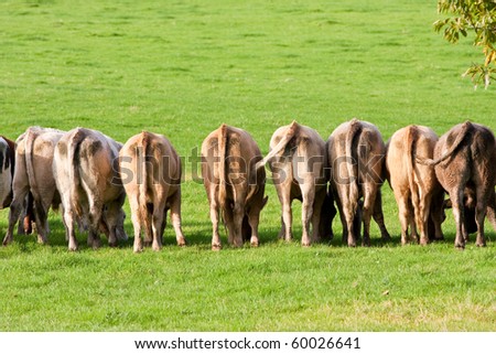 Line of Cow Rear Ends Methane Gas Generators Royalty-Free Stock Photo #60026641