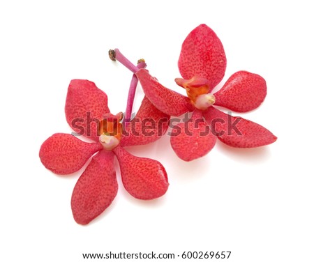 vanda orchid flowers, isolated on white background