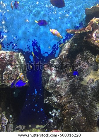 Coral Tropical Fish