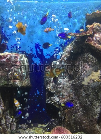 Coral and aquarium
