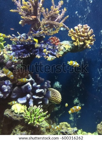 Underwater landscape fishes