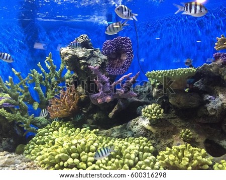 Colorful aquarium, showing different colorful fishe