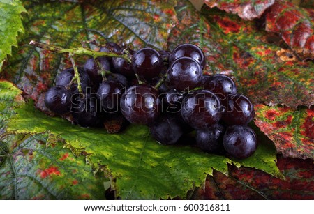 Wine grape on autumn leaves