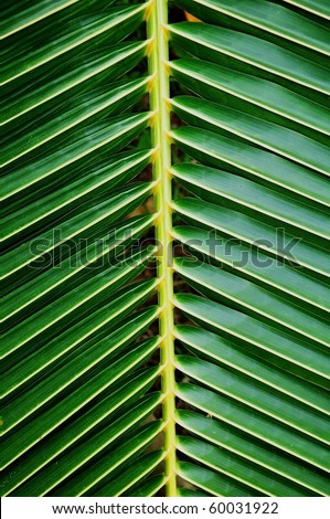 Green coconut leaf pattern Royalty-Free Stock Photo #60031922