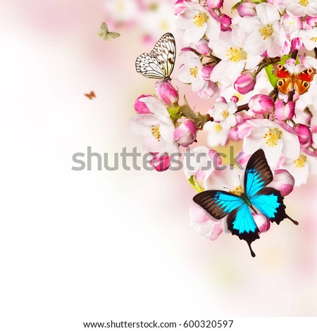 Cherry blossoms with butterflies over blurred nature background, copyspace for text