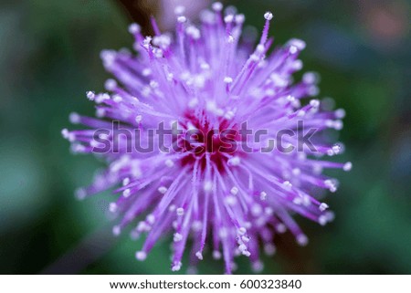 macro flower with dew