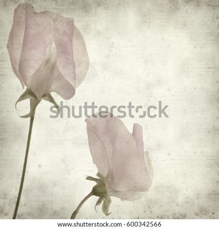 textured old paper background with gentle, pink sweet pea flower