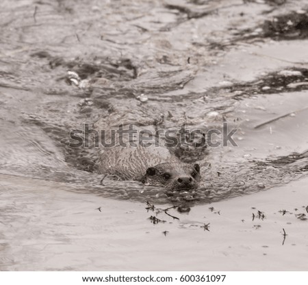 Otter on Riverbank Surrey England UK