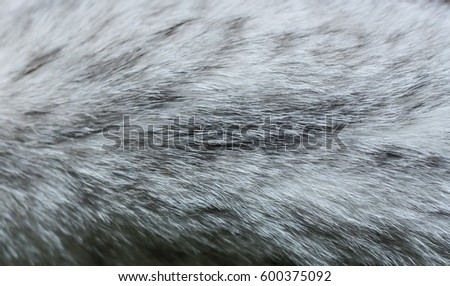 Wool fur coat texture color cat mink fur