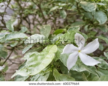 Summer variegted pinwheel jasmine garden