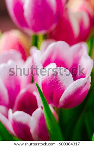 Amazing tulips